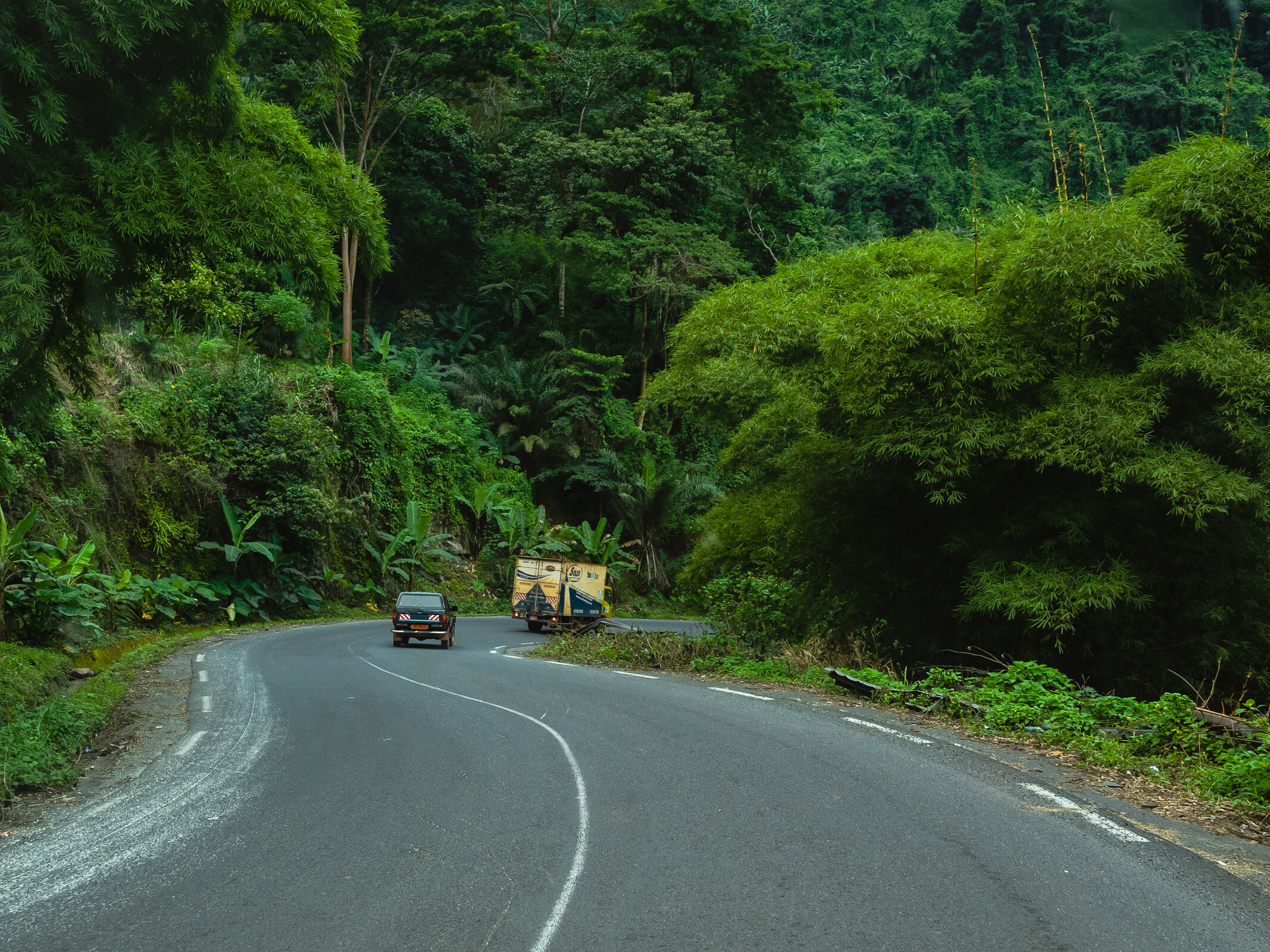 Paved forest road in the Dschang highlands, with vehicles travelling through the corridor.